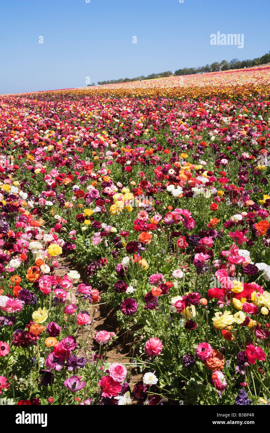 Ranunculus Flower Fields, Carlsbad, San Diego, California Stock Photo