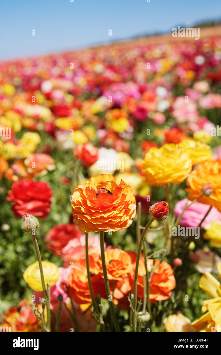 Ranunculus Flower Fields, Carlsbad, San Diego, California Stock Photo