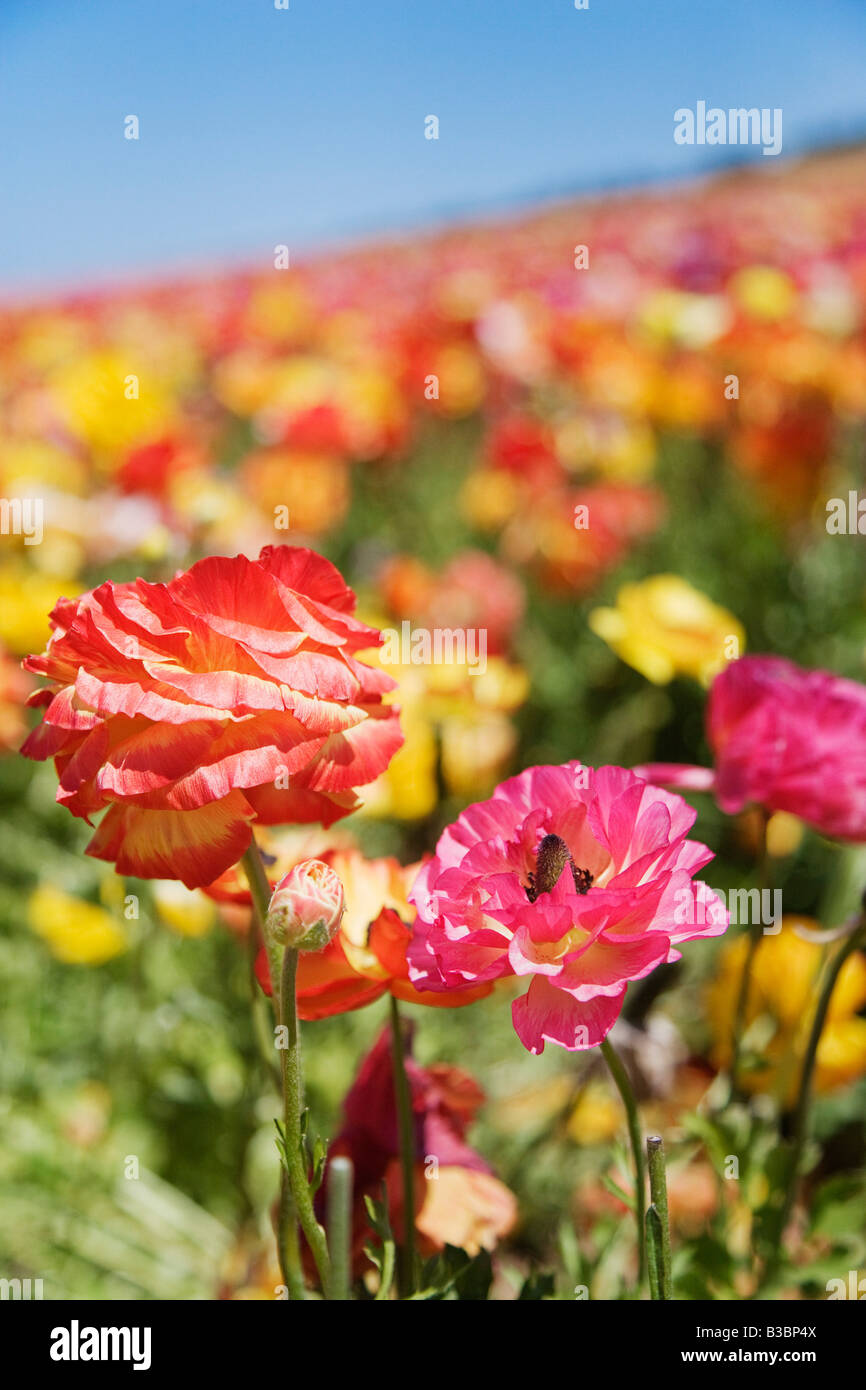 Ranunculus Flower Fields, Carlsbad, San Diego, California Stock Photo