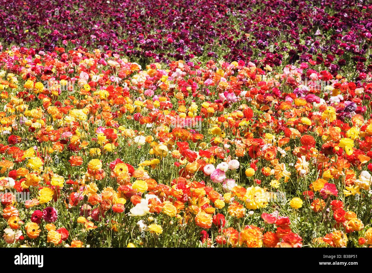 Ranunculus Flower Fields, Carlsbad, San Diego, California Stock Photo