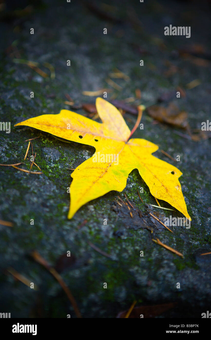 Fallen Leaf Stock Photo