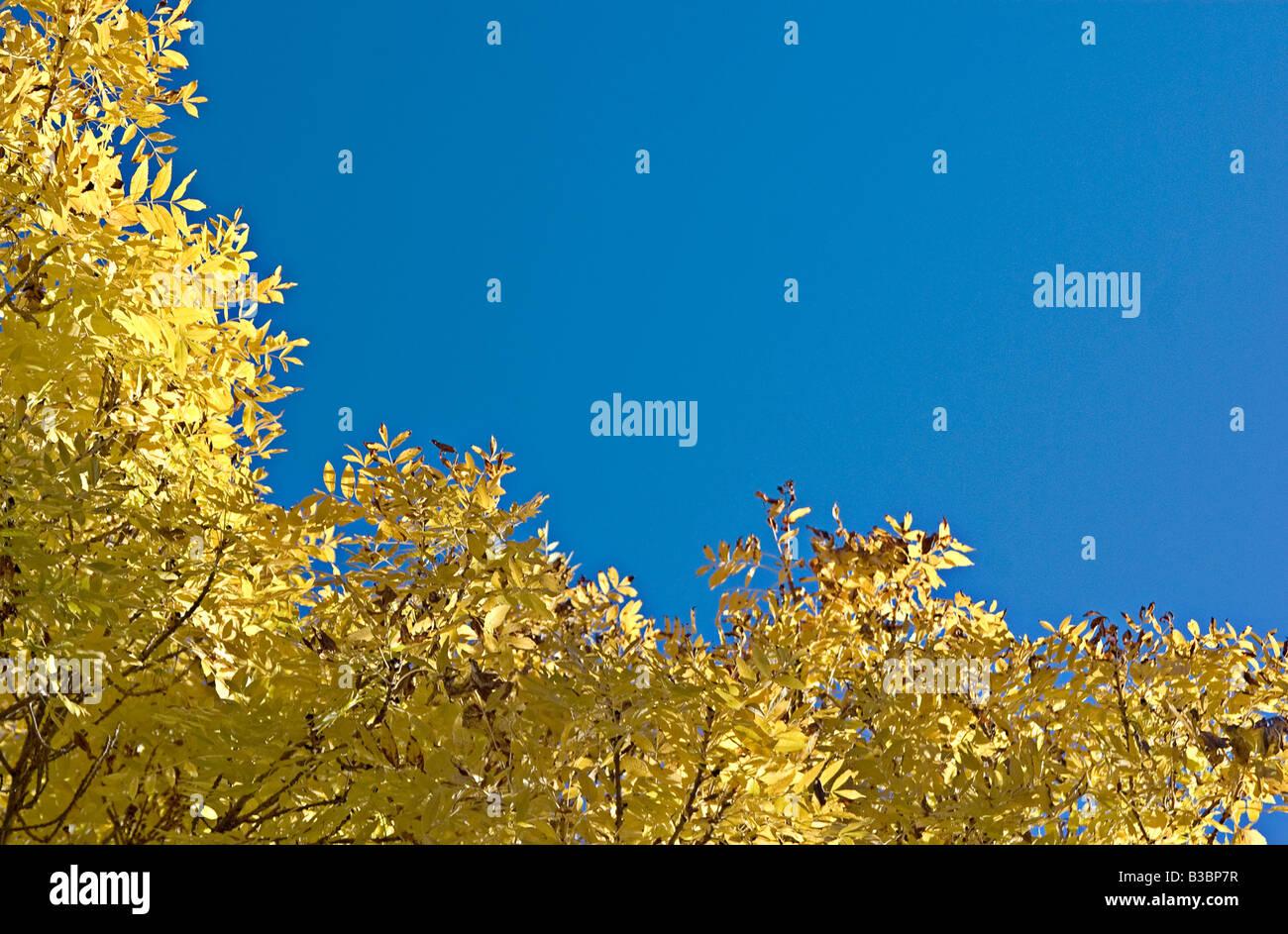 golden autumn leaves make a great frame on this blue sky Stock Photo ...
