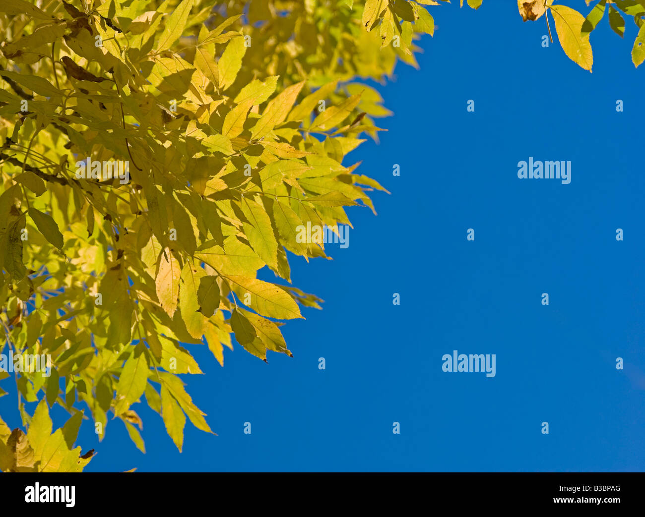 golden autumn leaves make a great frame on this blue sky Stock Photo ...