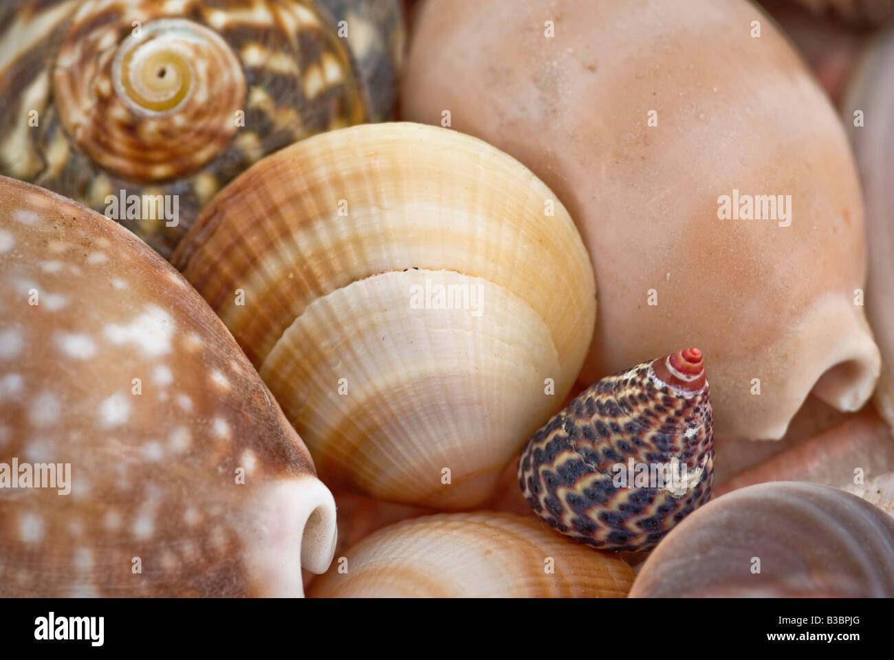 lots of diverse shells make a great background Stock Photo