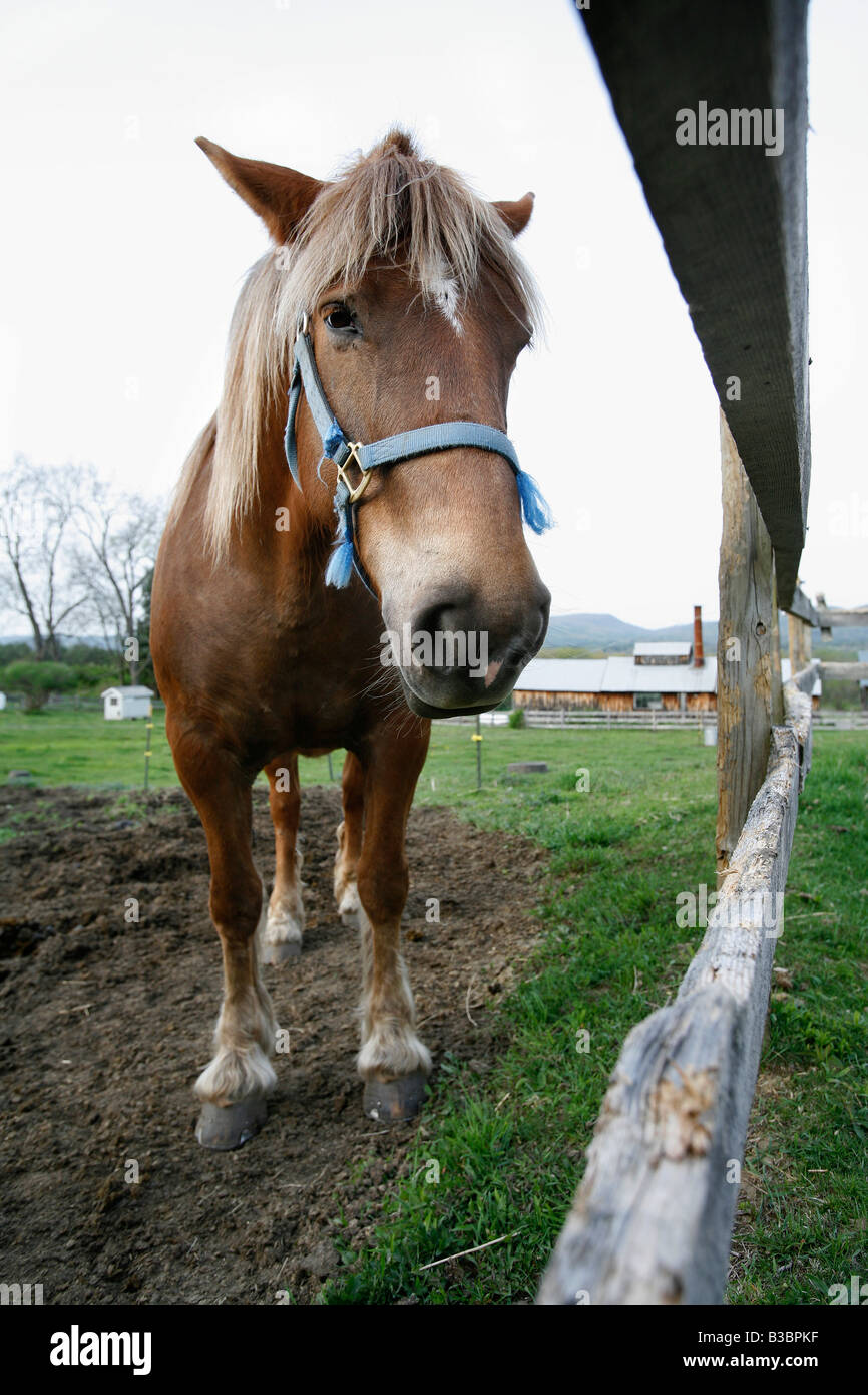 Horse farm pasture enclosure Stock Photo