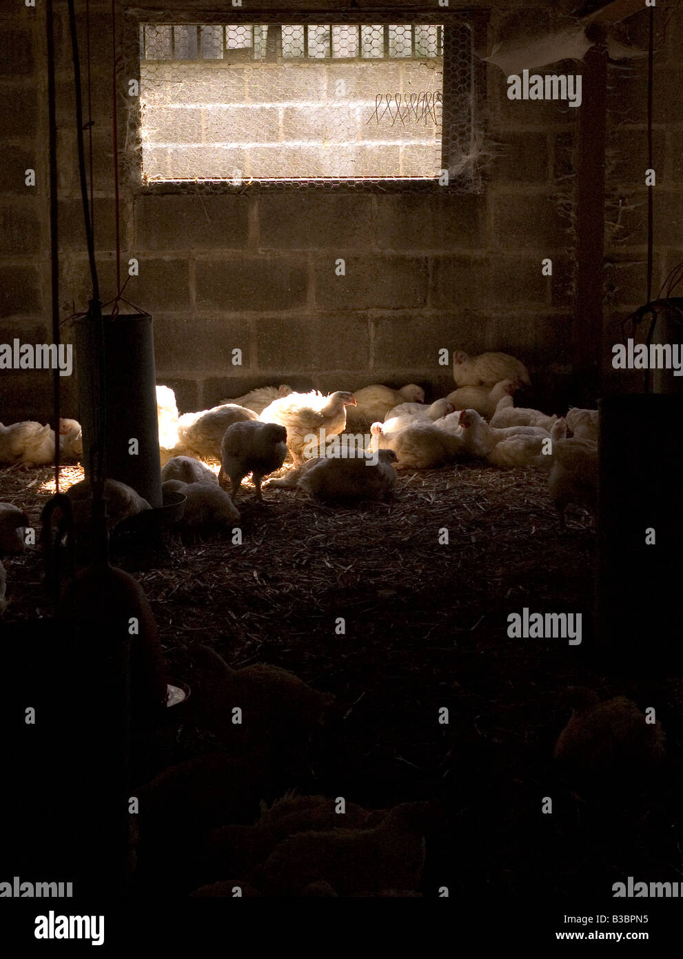 Freerange chickens enjoy the space of their barn Stock Photo