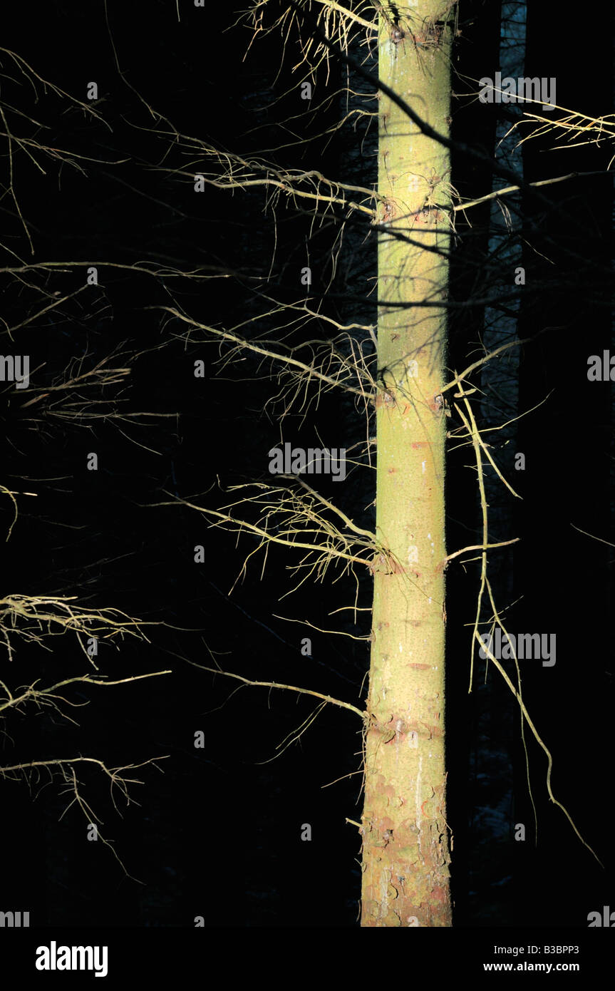 A pine tree in a forest lit by a shaft of sunlight Stock Photo