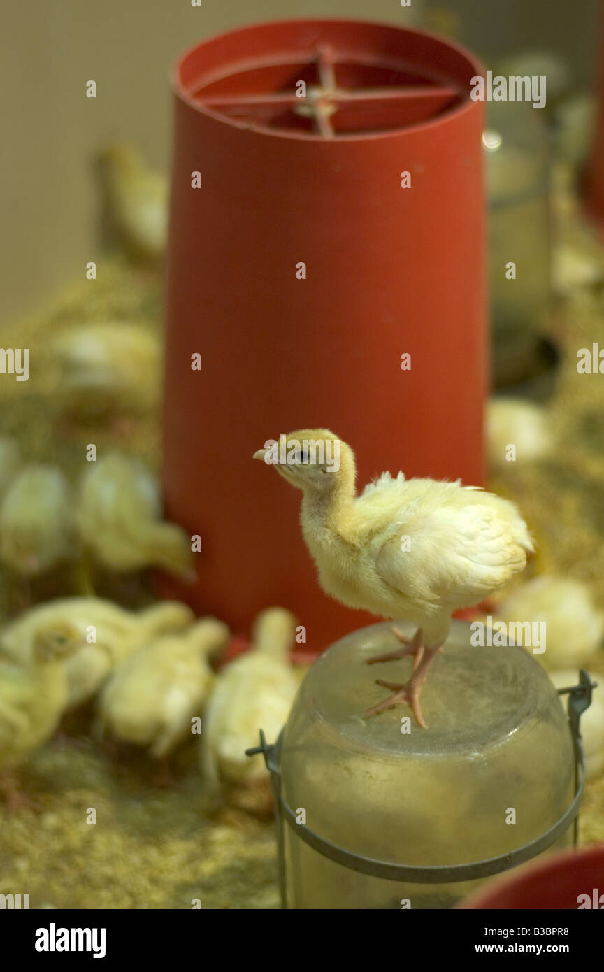 A small yellow freerange turkey chick stands on a glass jar in a barn as its fellow chicks feed behind Stock Photo