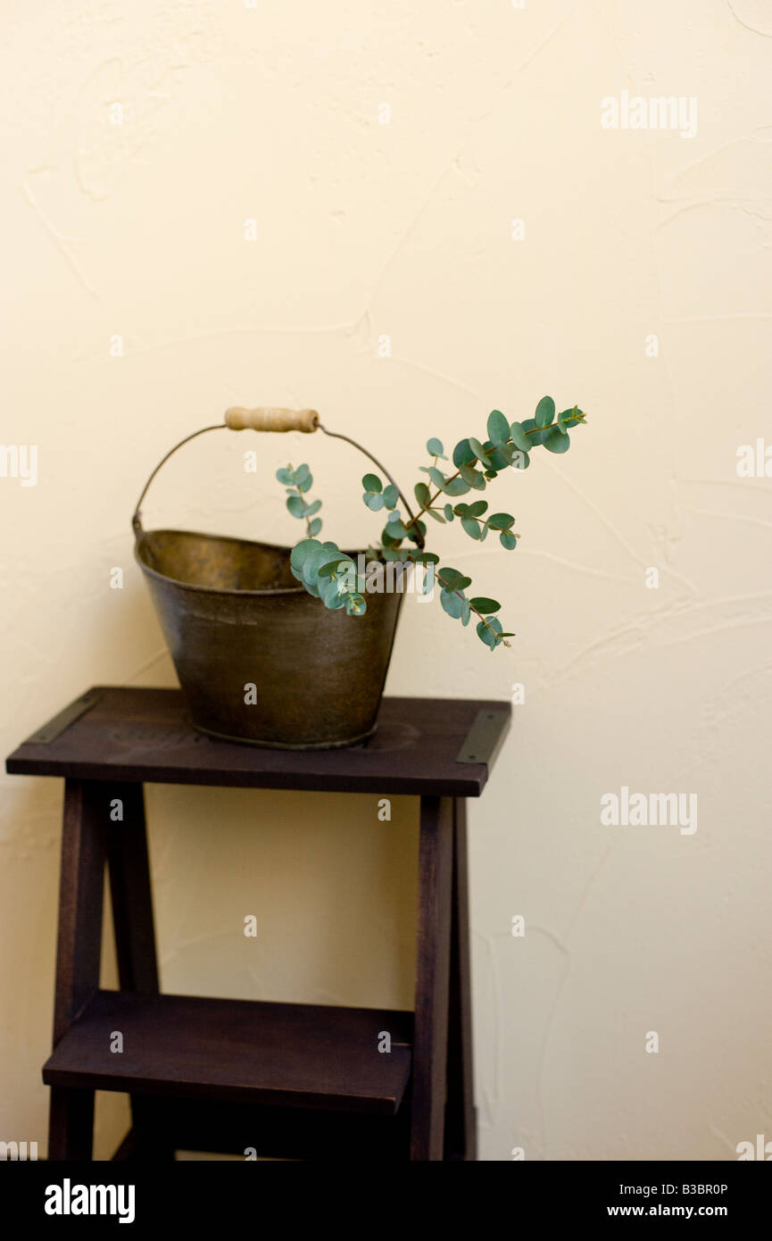 Eucalyptus in bucket Stock Photo