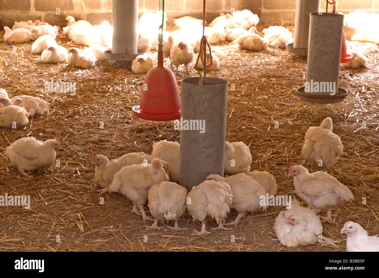 A flock of freerange chickens enjoy the space of their barn at a poultry farm in Northamptonshire Stock Photo