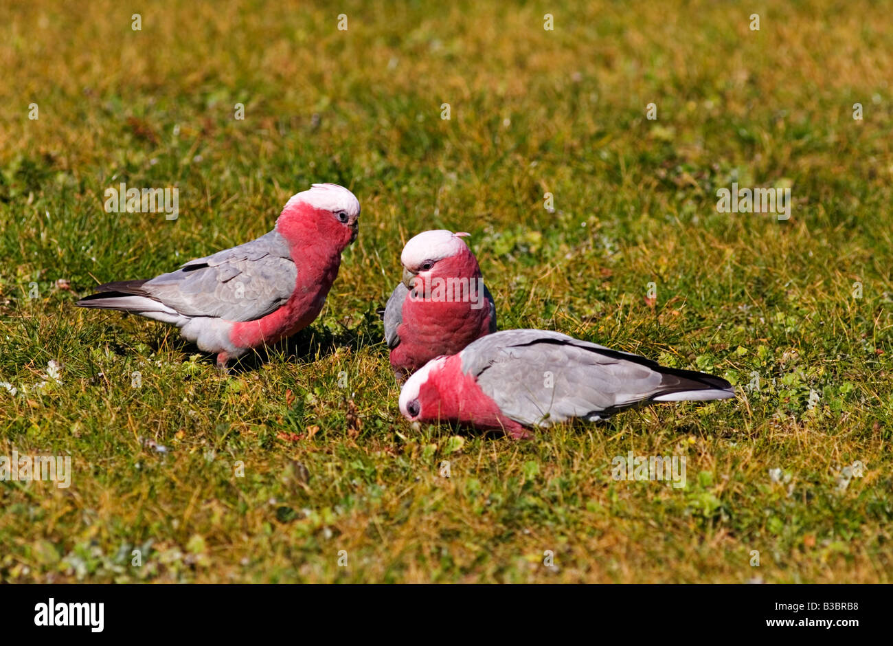 Australian galahs eating grass in seeds hires stock photography and