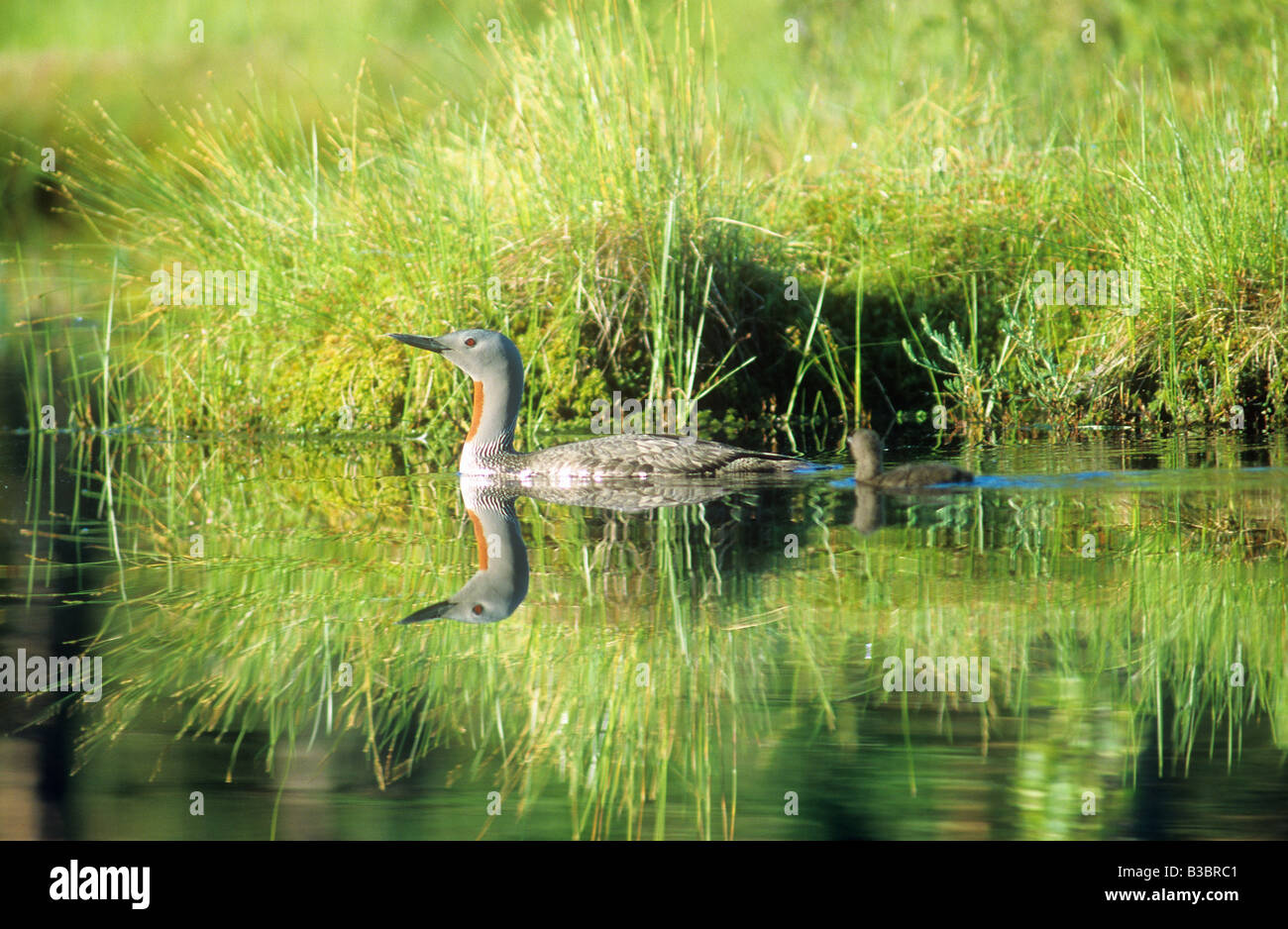 Red-throated Diver with squab / Gavia stellata Stock Photo