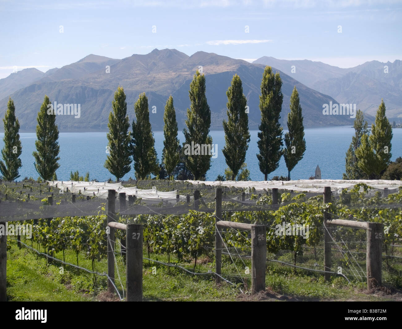Pinot noir grapevines at Rippon Estate vineyard, Wanaka, Central Otago, New Zealand Stock Photo