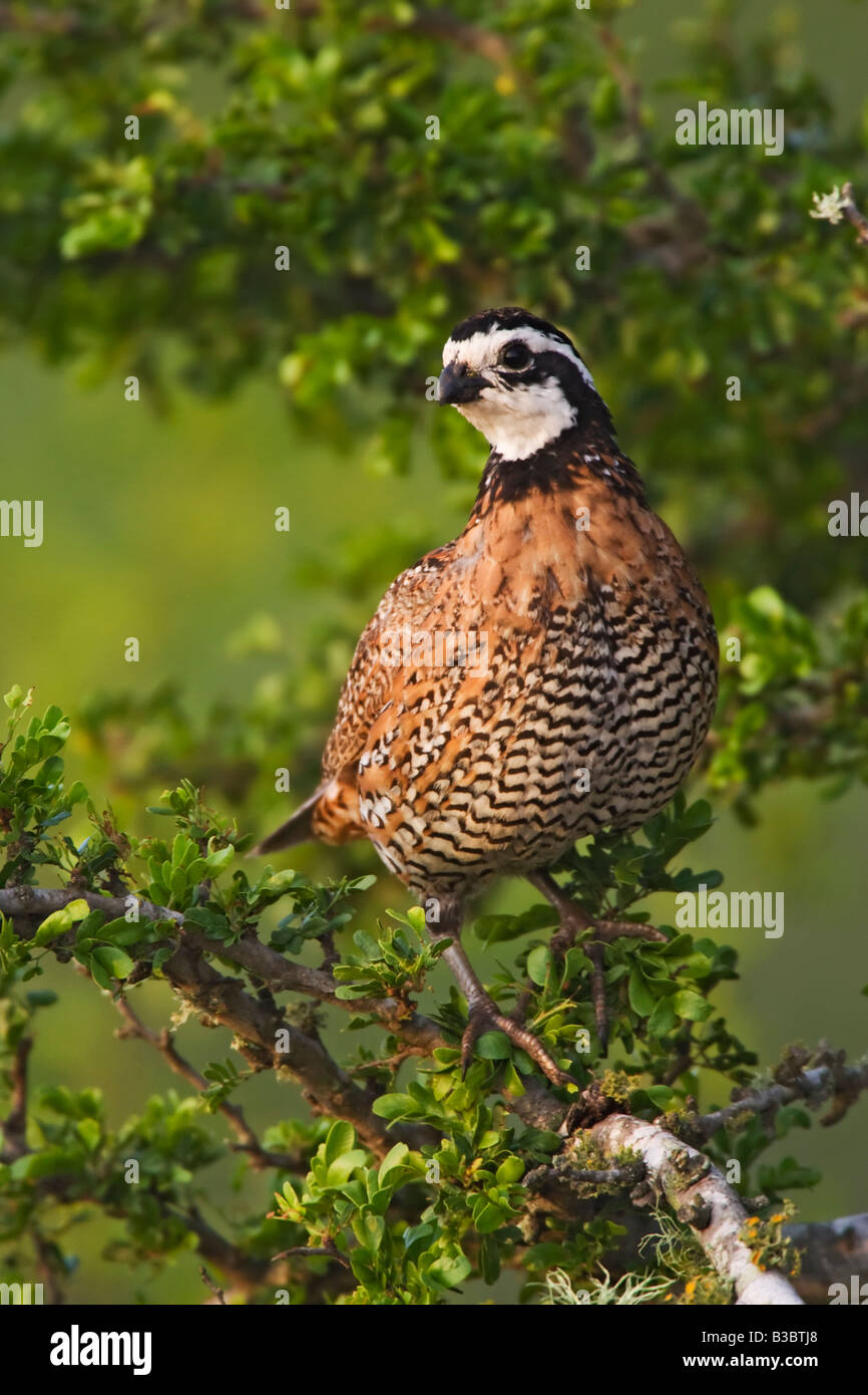 Northern Bobwhite Quail Stock Photo - Alamy