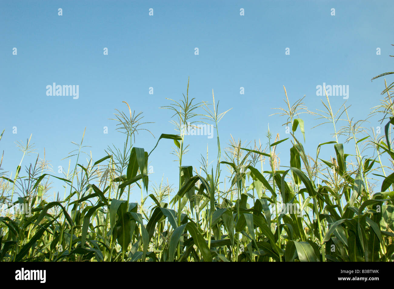 Top View Corn Tree Corn field top angle hi-res stock photography and images - Alamy