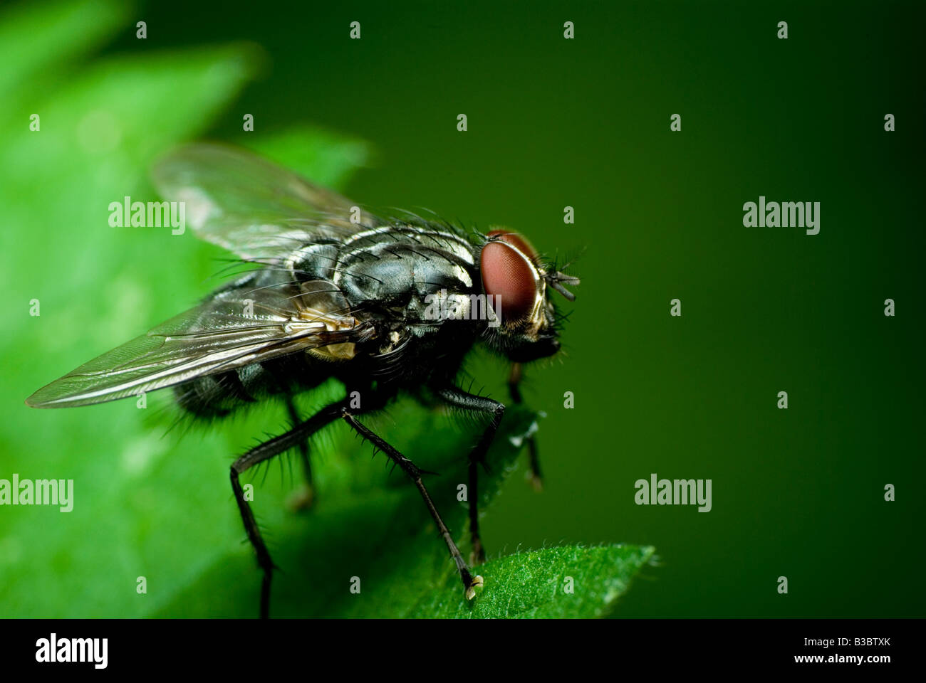 dark fly Stock Photo