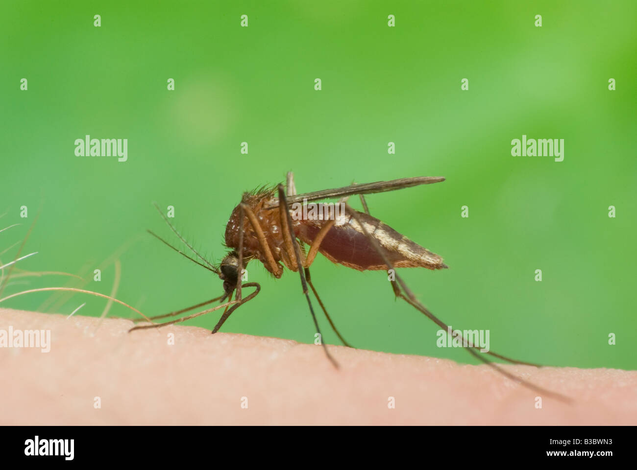 biting mosquito with blood (3) Stock Photo