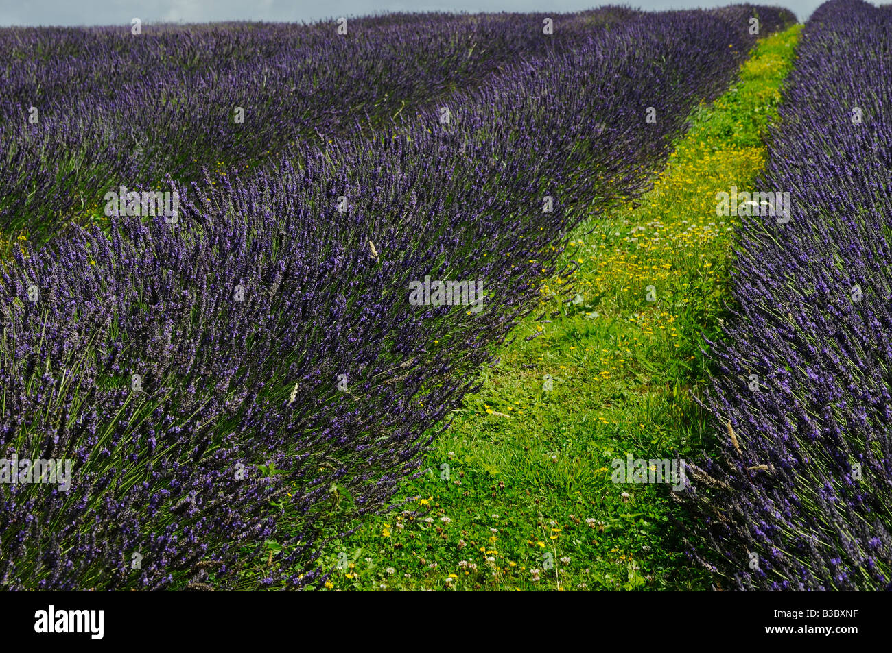 Maillette Lavender Plants For Sale