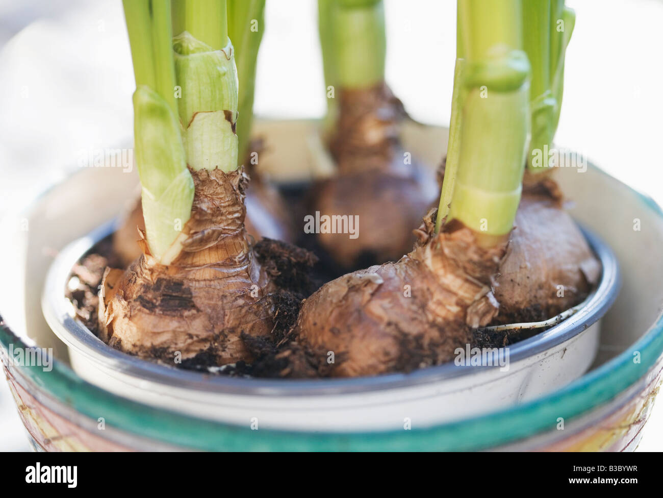 Daffodil bulbs in plant pot Stock Photo Alamy