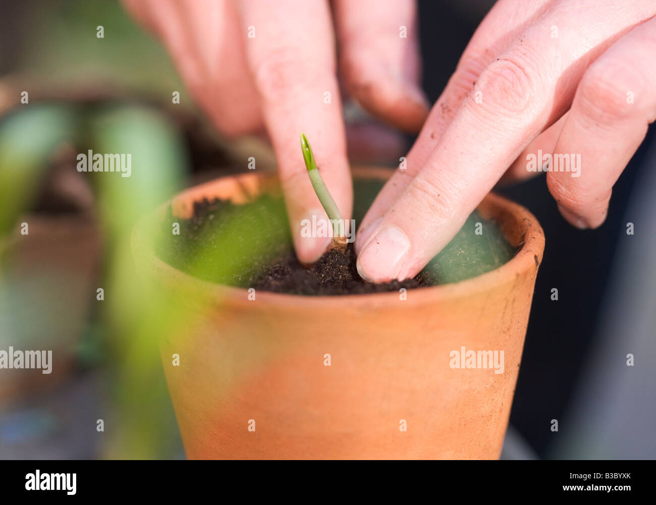 A plant being potted in plant pot Stock Photo Alamy