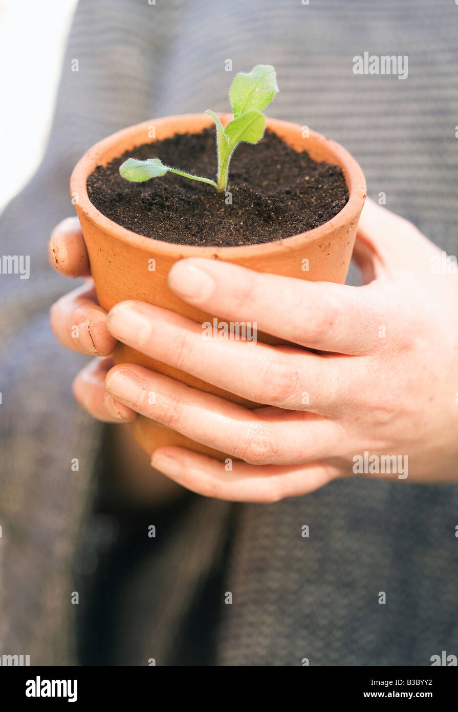 Hands holding a plant pot with sprouting plant Stock Photo - Alamy