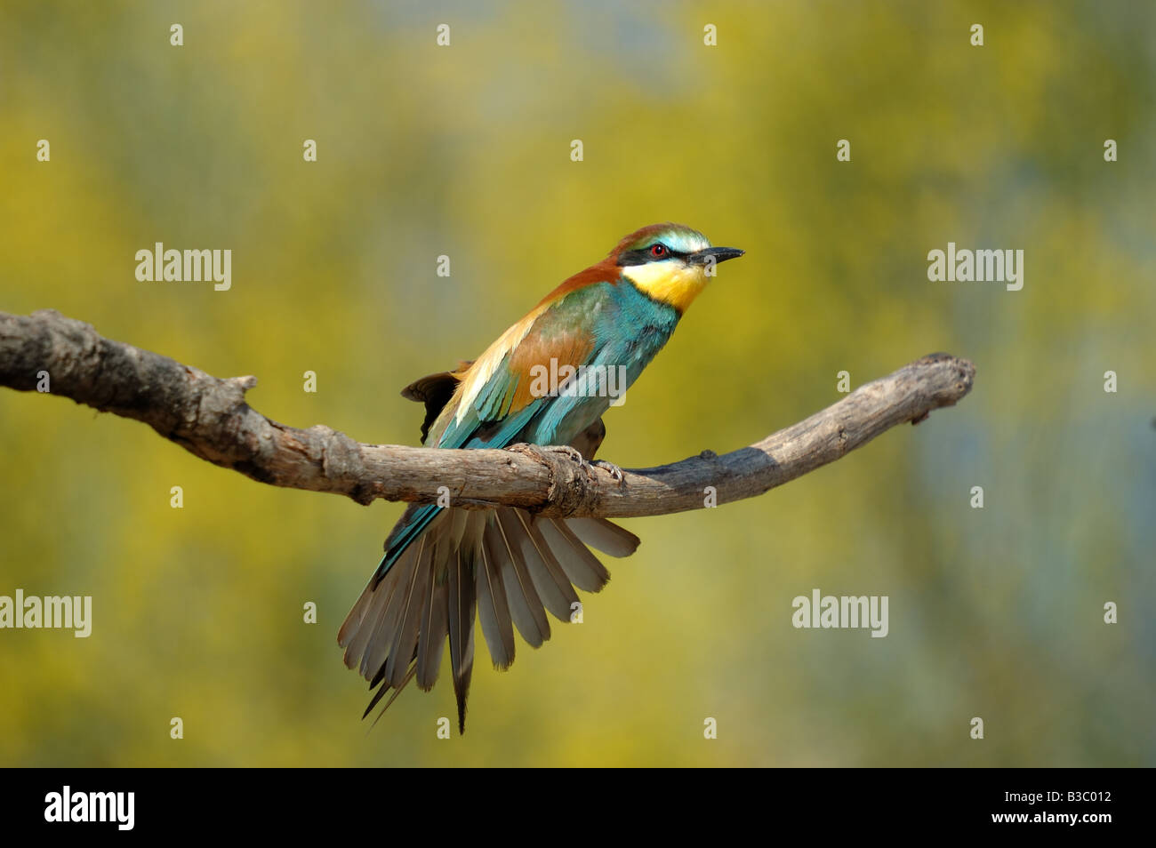 a photograph of a bird Stock Photo - Alamy