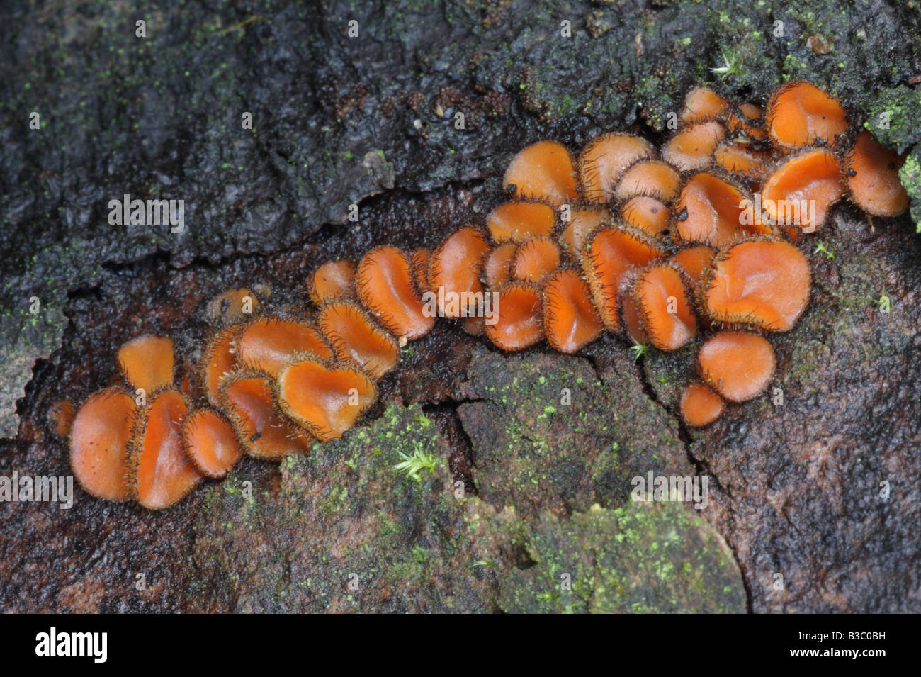 Common Eyelash Fungus - Scutellinia scutellata Stock Photo