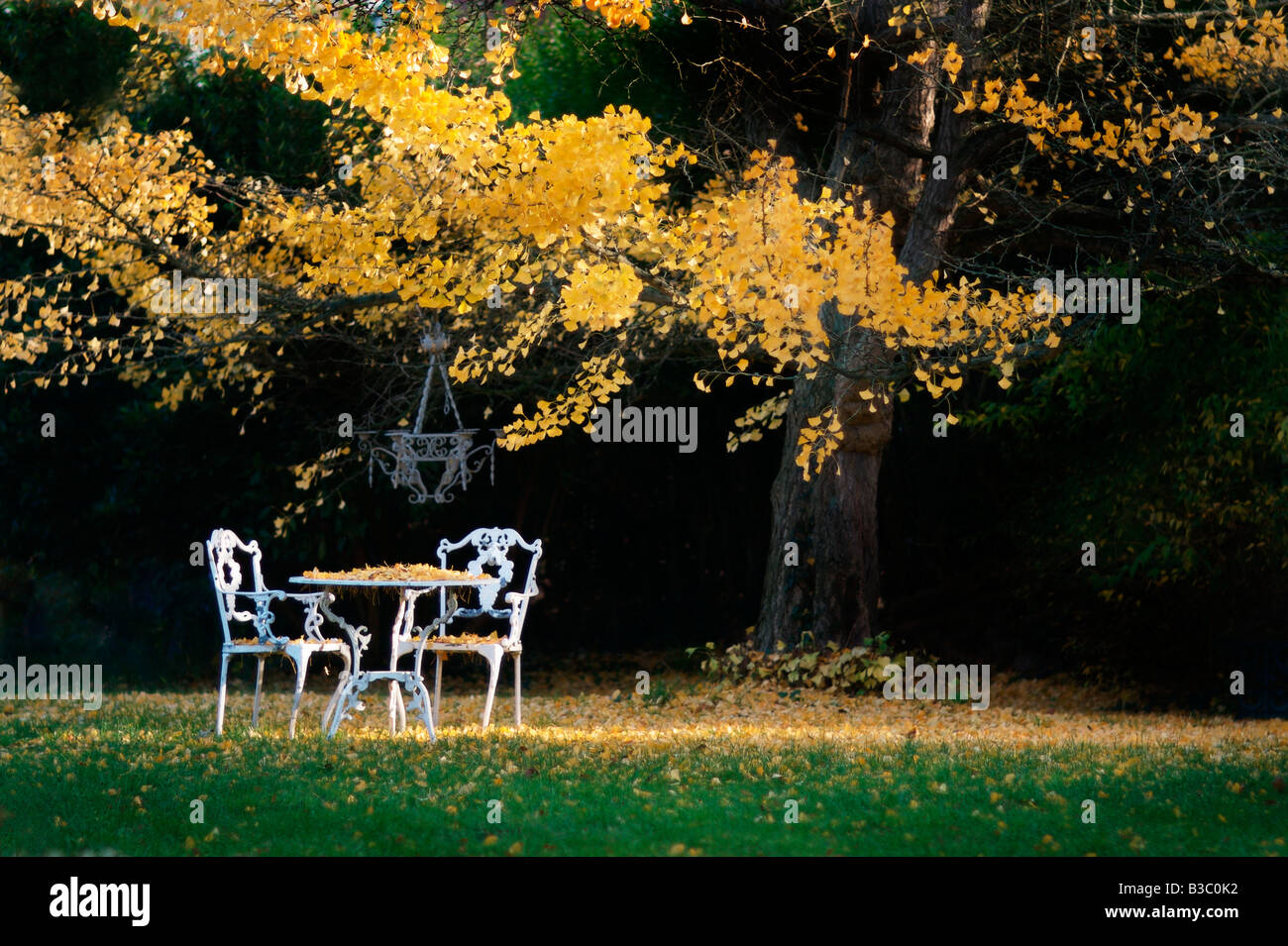 A table and chairs below an autumn tree Stock Photo