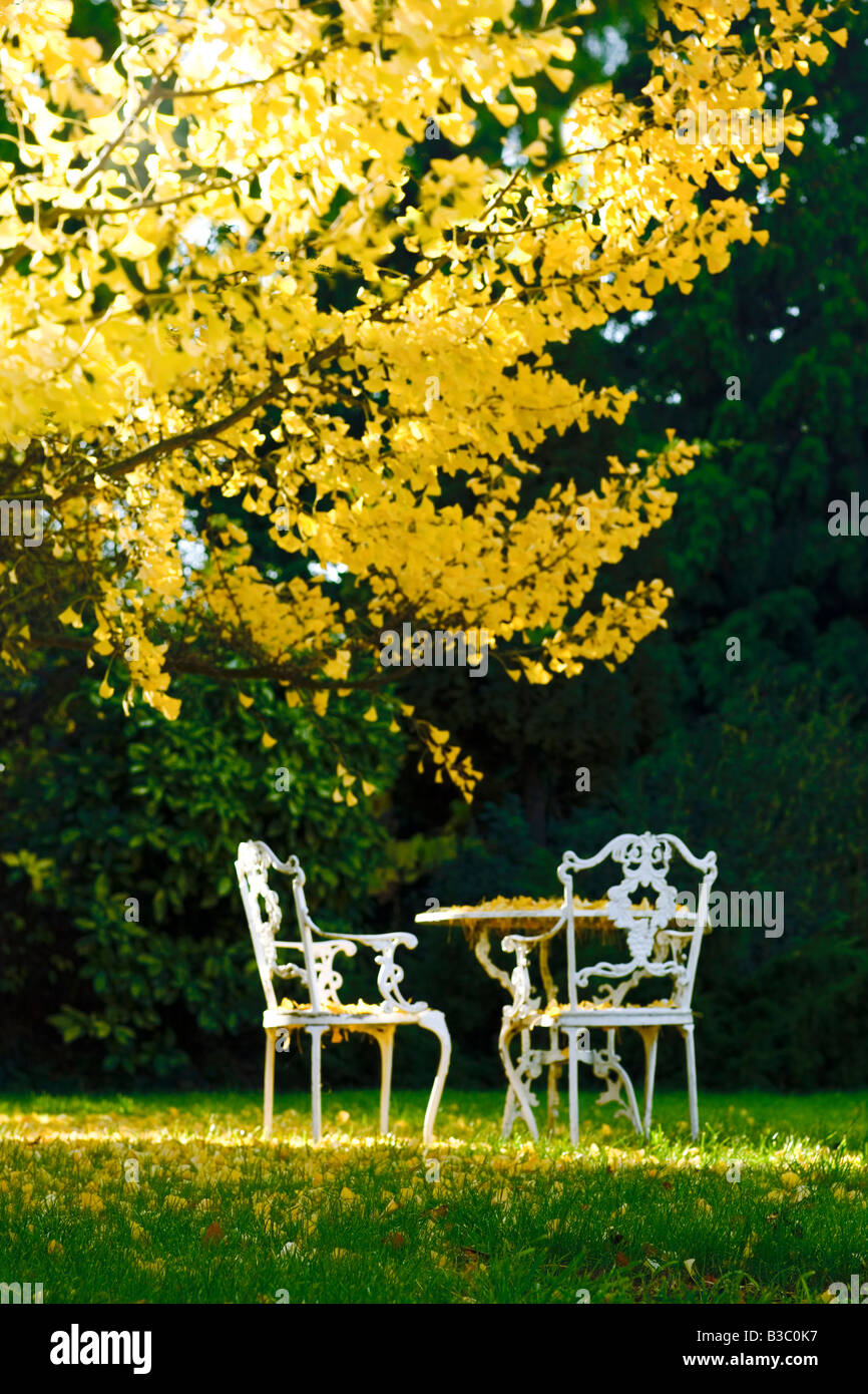 A table and chairs below an autumn tree Stock Photo