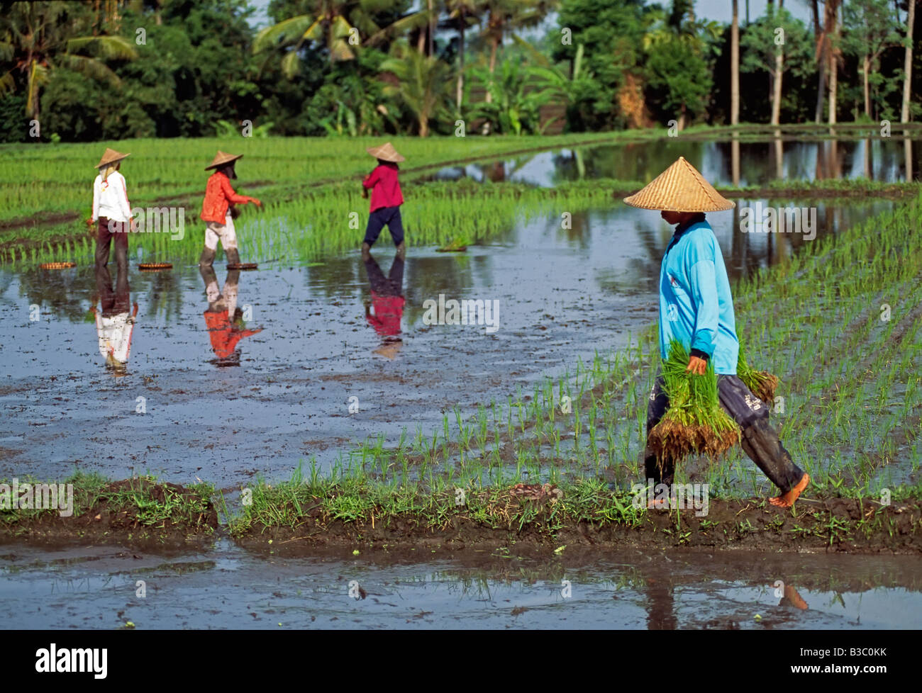 Indonesia, Bali, planting rice - model released Stock Photo - Alamy