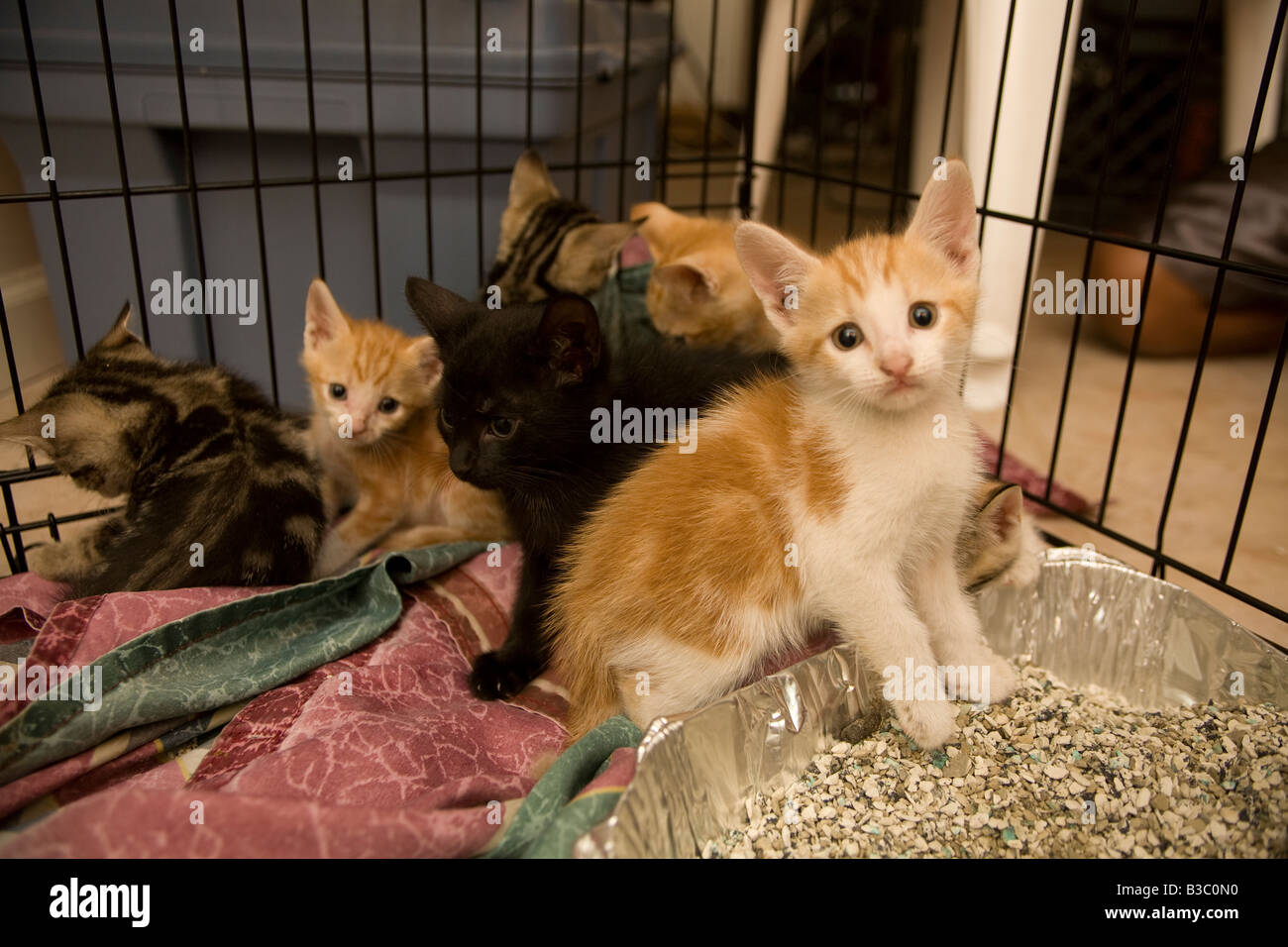 Litter of three week old kittens PR Stock Photo Alamy