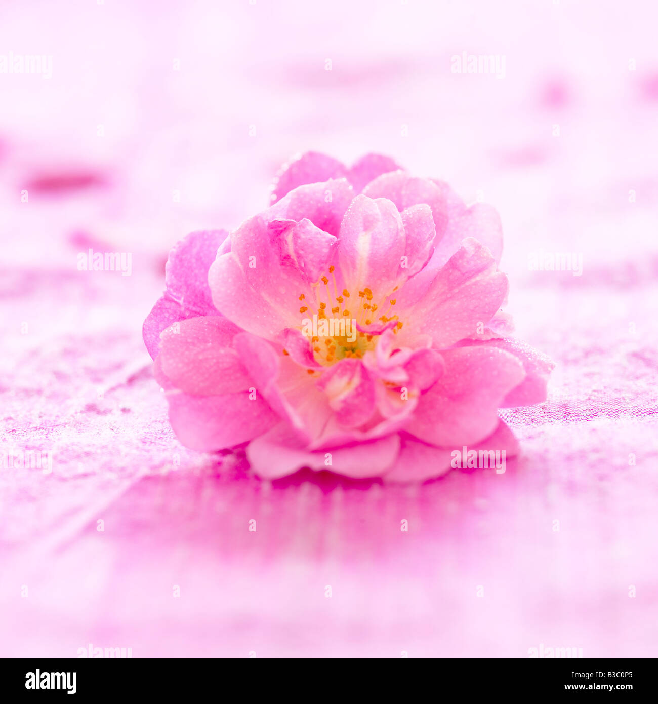 Delicate rose images hi-res stock photography and images - Alamy