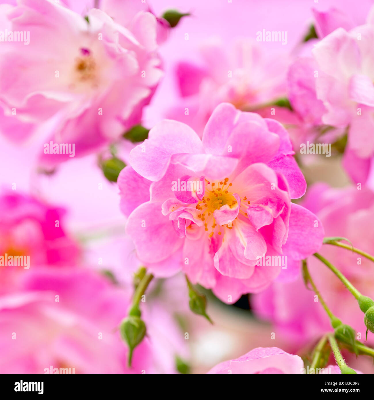 Pink roses closeup Stock Photo Alamy
