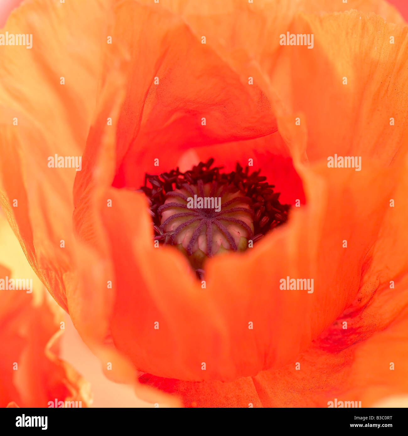 An orange oriental poppy, close-up Stock Photo