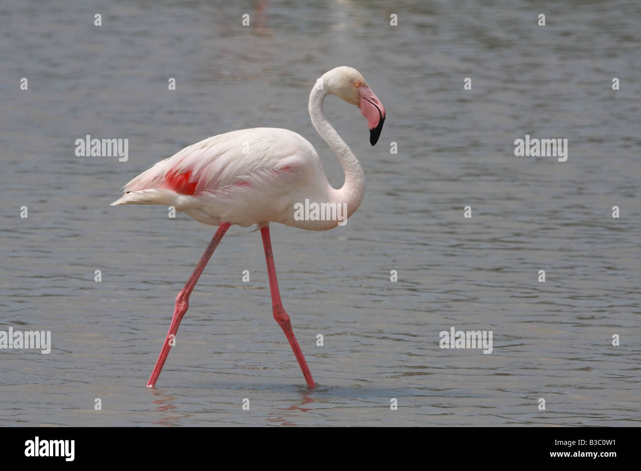 Greater Flamingo Phoenicopterus ruber Camargue France Stock Photo