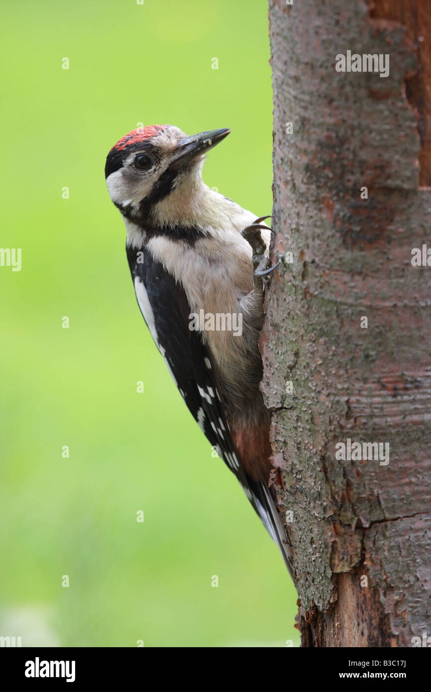 Juvenile Great Spotted Woodpecker Dendrocopos major Clinging to Tree Trunk Stock Photo