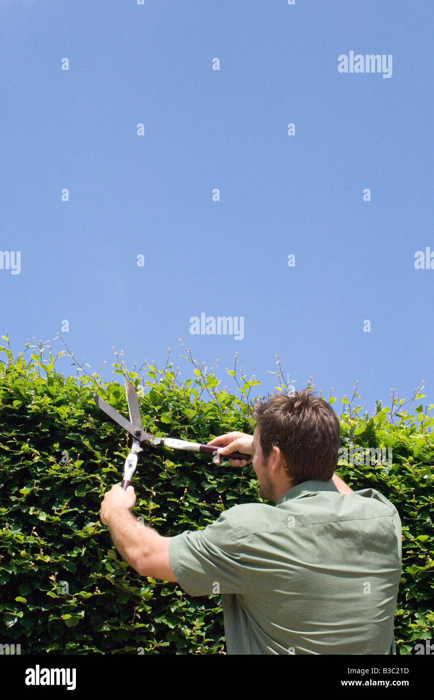 A man trimming a hedge with shears Stock Photo Alamy