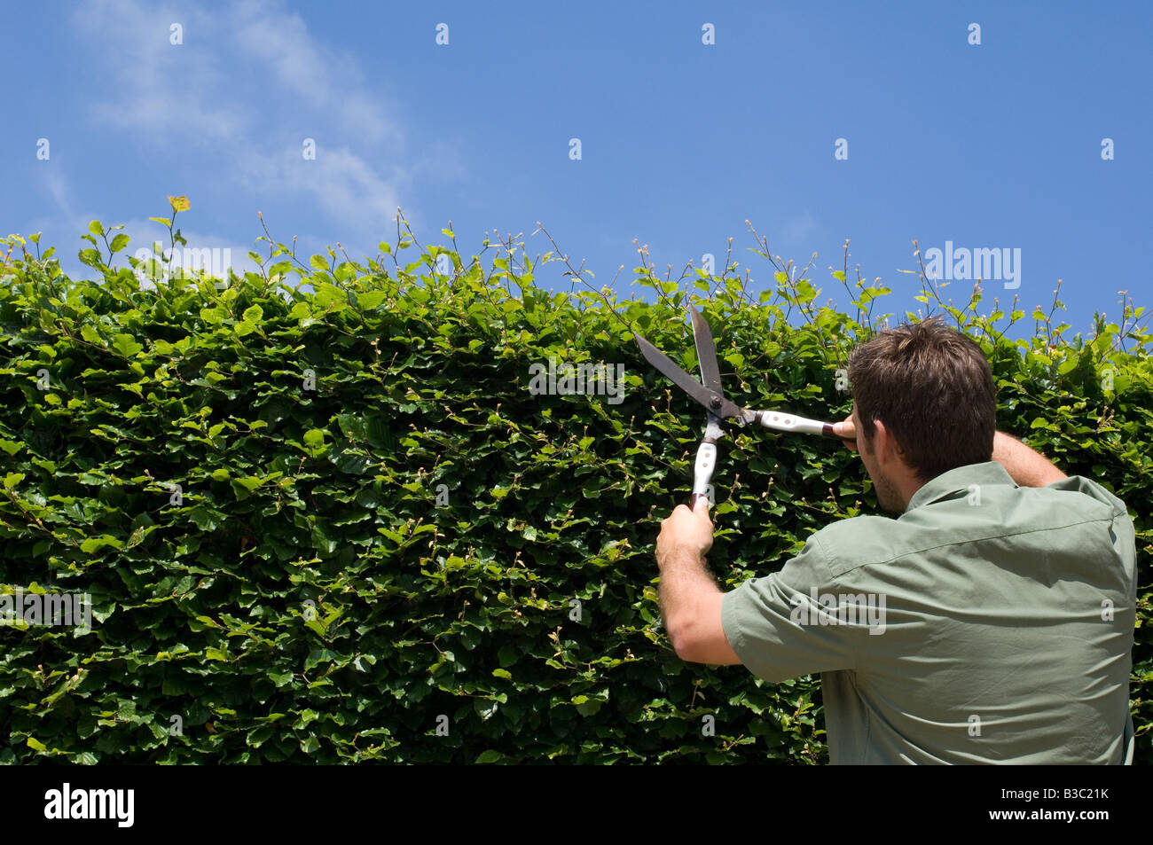 A man trimming a hedge with shears Stock Photo - Alamy