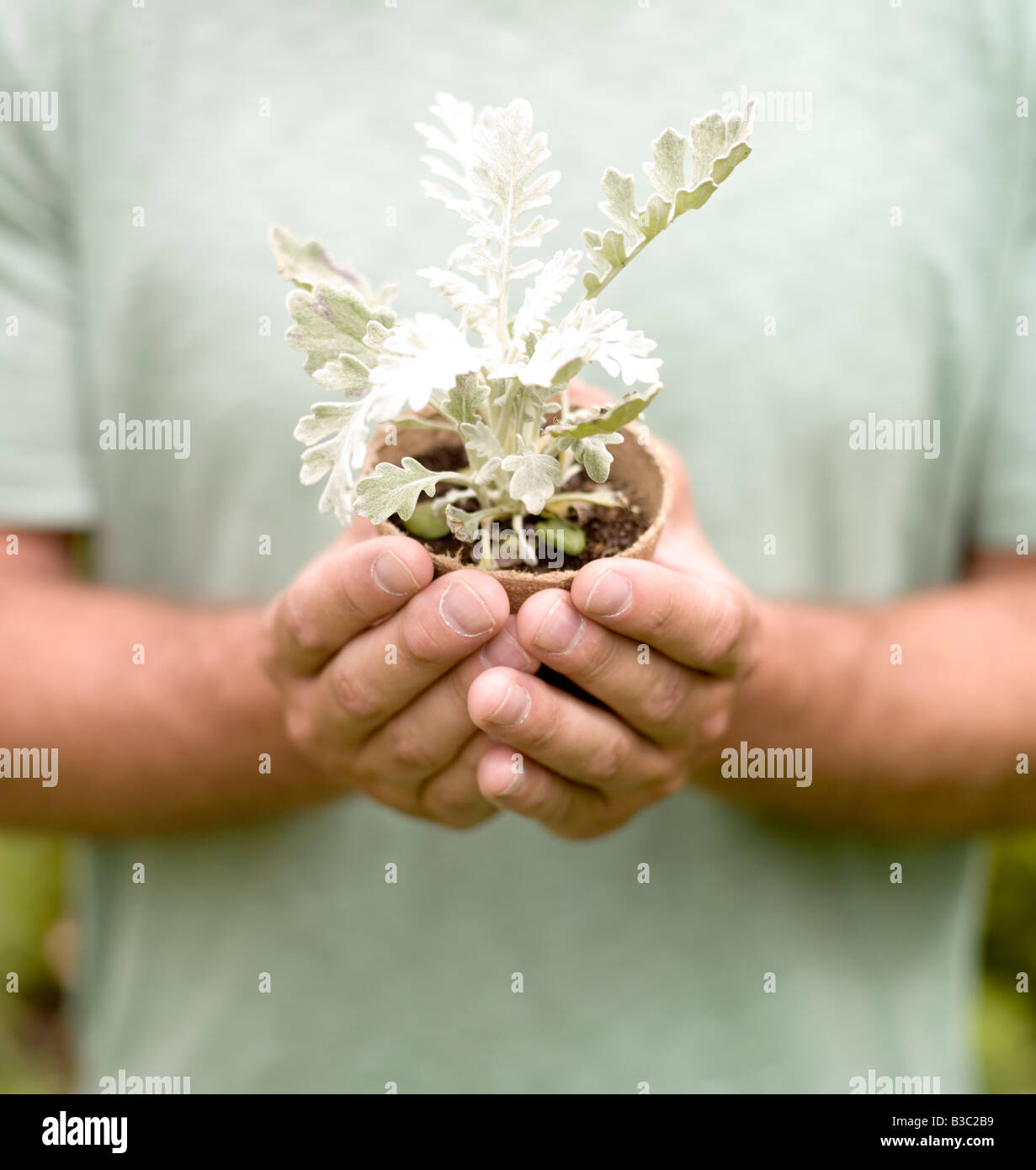 A man holding a plant in a plant pot, close up Stock Photo