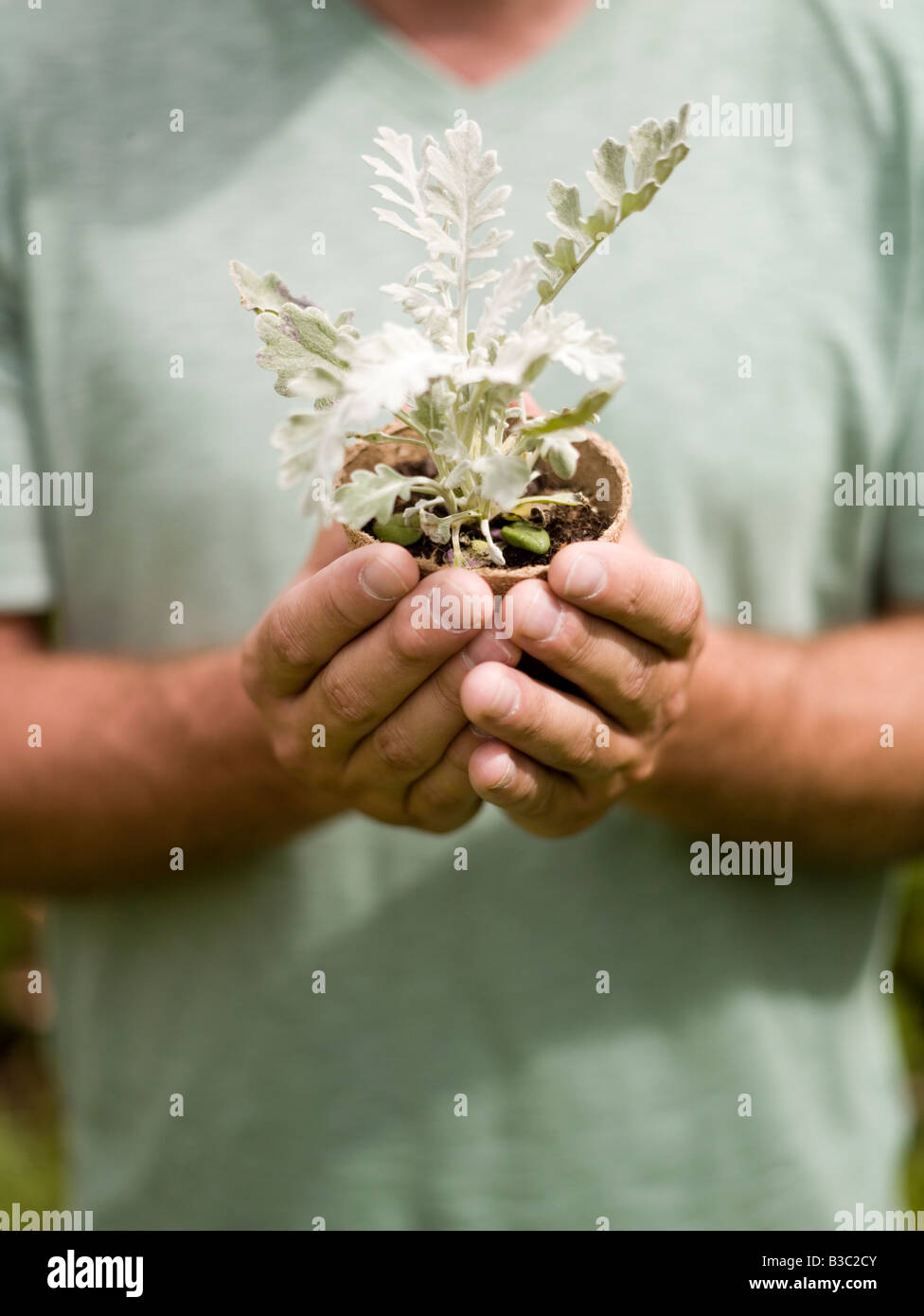 A man holding a plant in a plant pot, close up Stock Photo - Alamy
