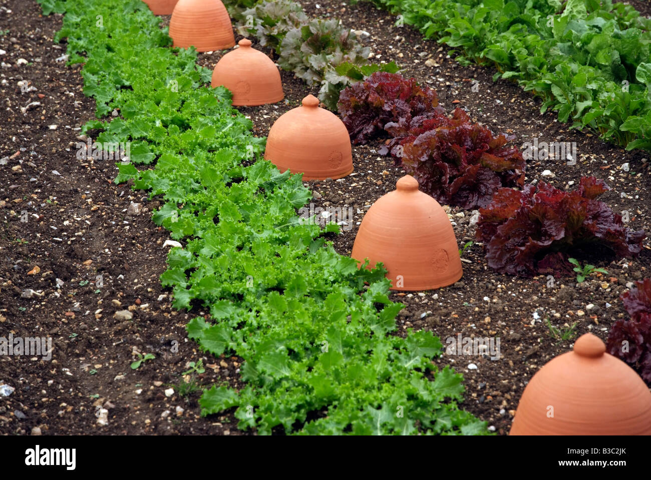 Salad leaves lettuce growing on vegetable plot with forcer pots made by