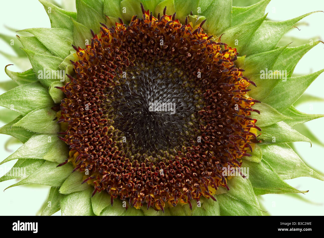 Heliotropic flower hires stock photography and images Alamy