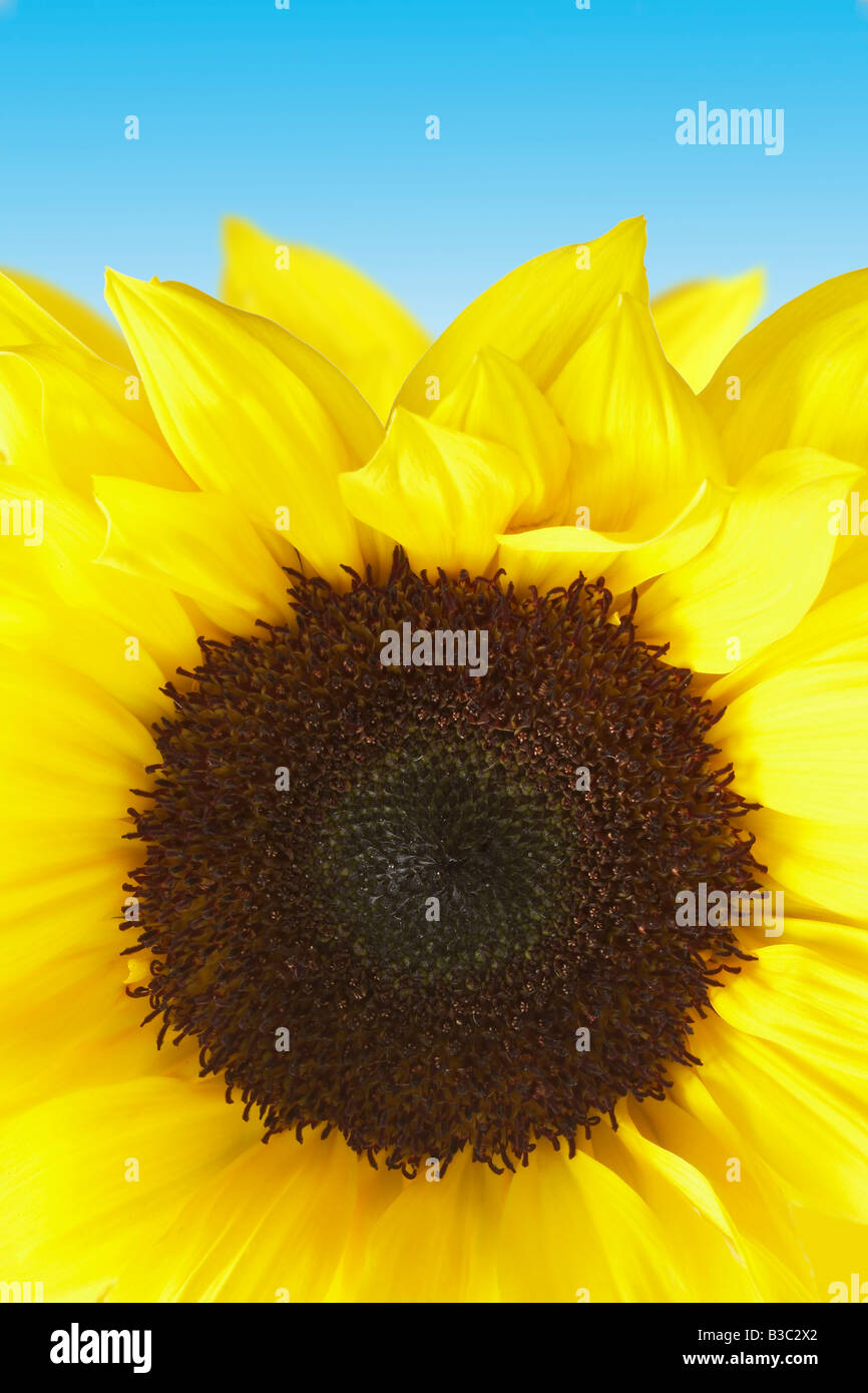 Heliotropic flower hires stock photography and images Alamy