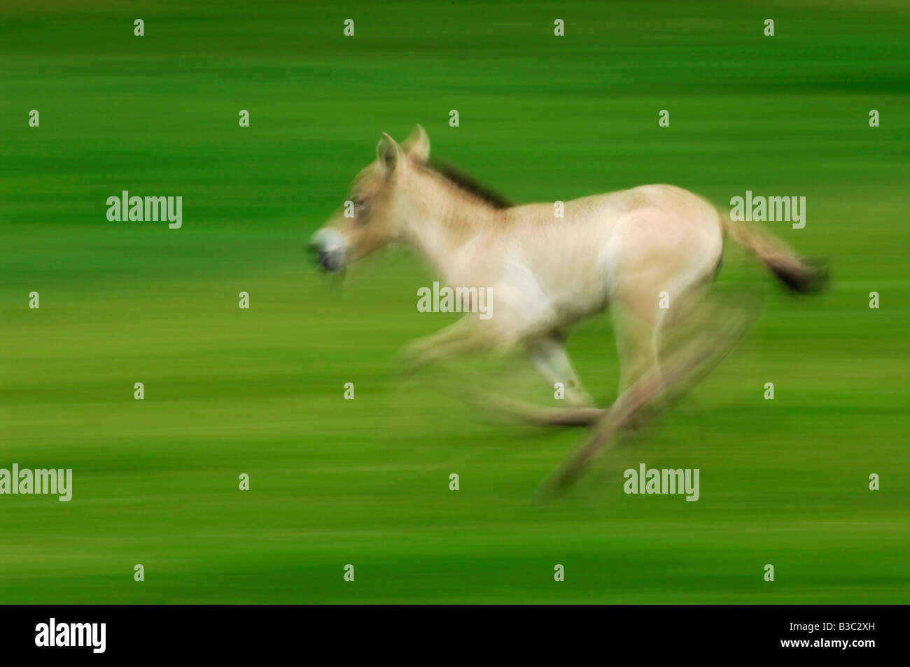 Przewalski's Horse (Equus przewalskii), young running, Switzerland ...