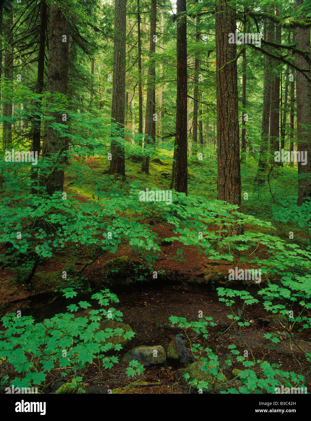 The quiet forest of Olympic National Park Washington Stock Photo