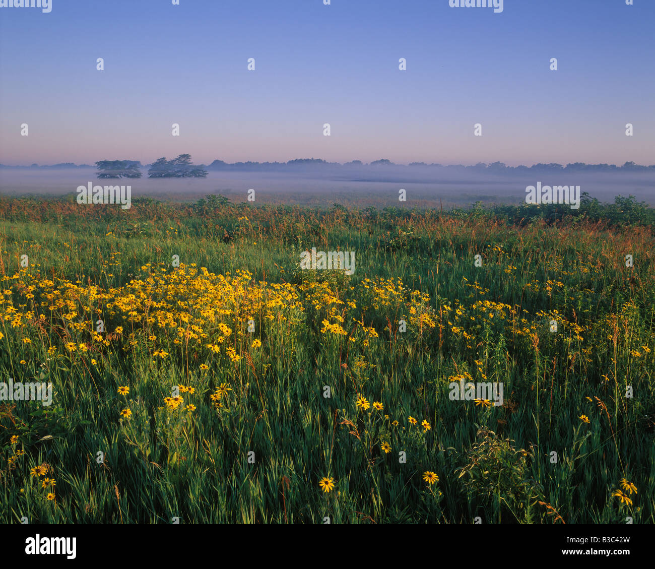 Black eyed Susans in bloom at Huffman prairie at Wright Patterson Air
