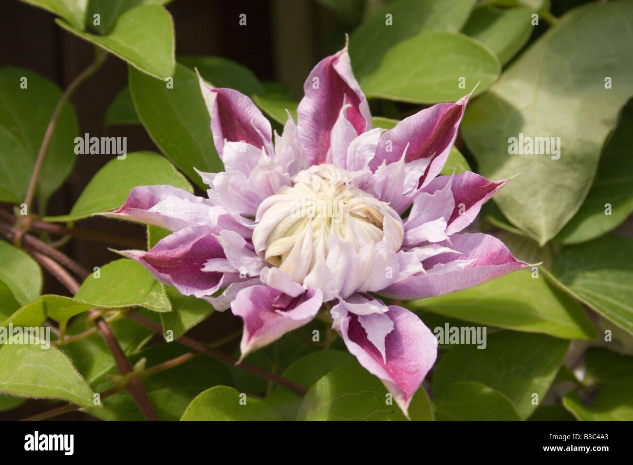 Partially opened Clematis flower Stock Photo Alamy