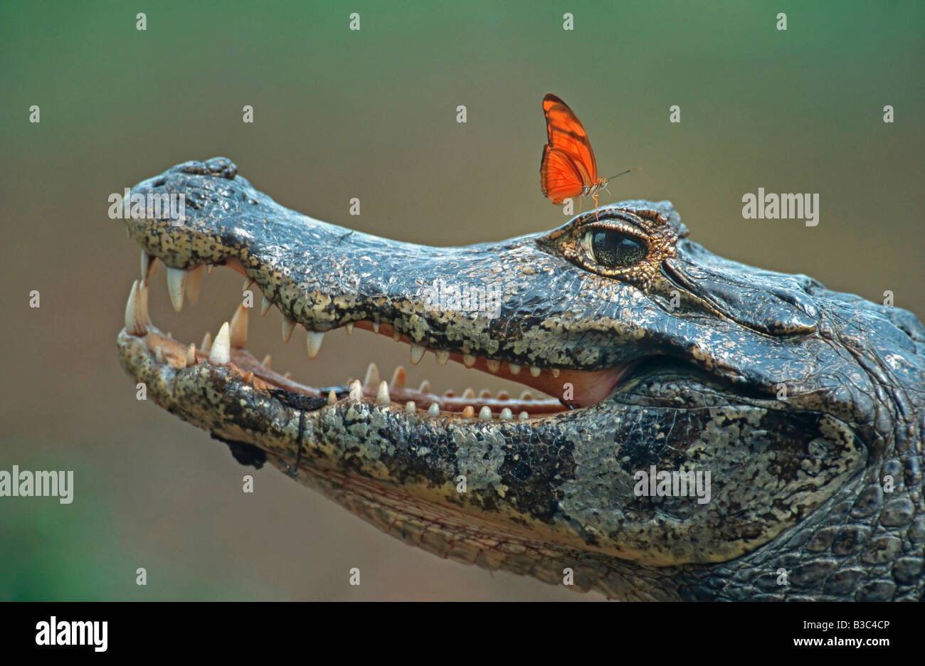 Spectacled Caiman Caiman crocodilus adult with Julia Butterfly Dryas iulia Pantanal Brazil South America Stock Photo