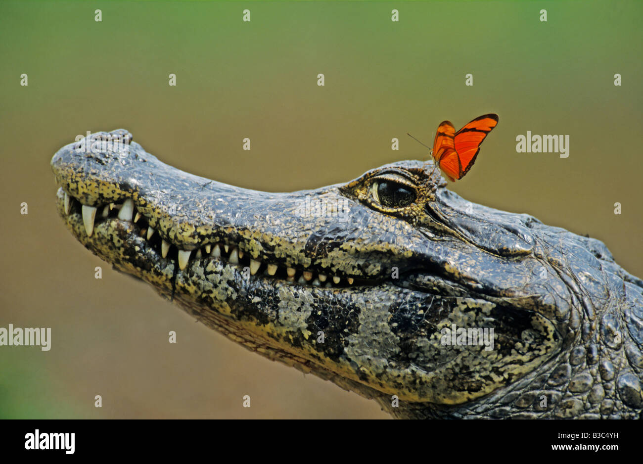 Spectacled Caiman Caiman crocodilus adult with Julia Butterfly Dryas iulia Pantanal Brazil South America Stock Photo