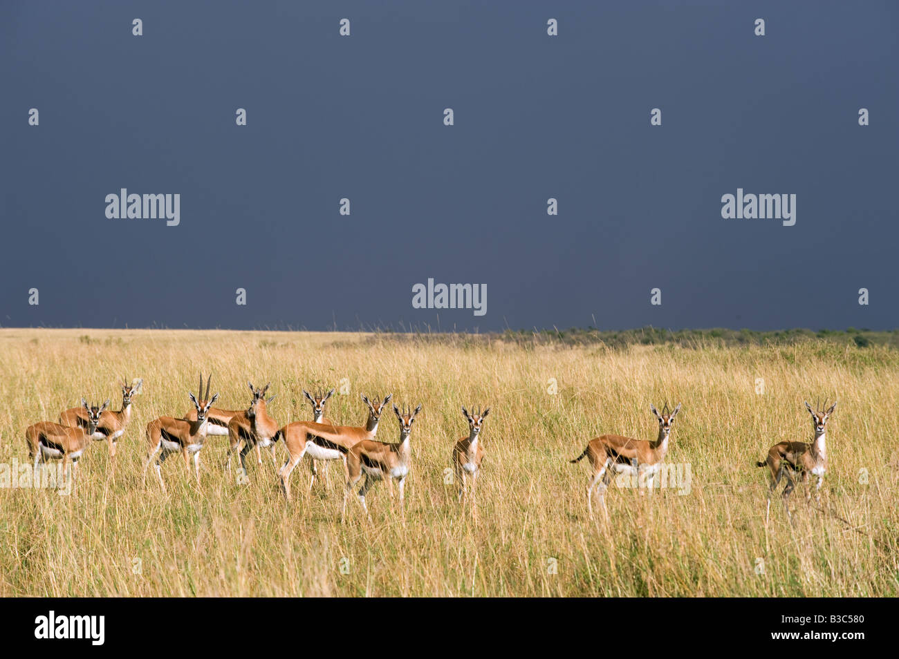 Kenya, Masai Mara National Reserve. A herd of Thomson's gazelle out on ...
